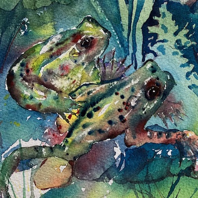 frogs in pond